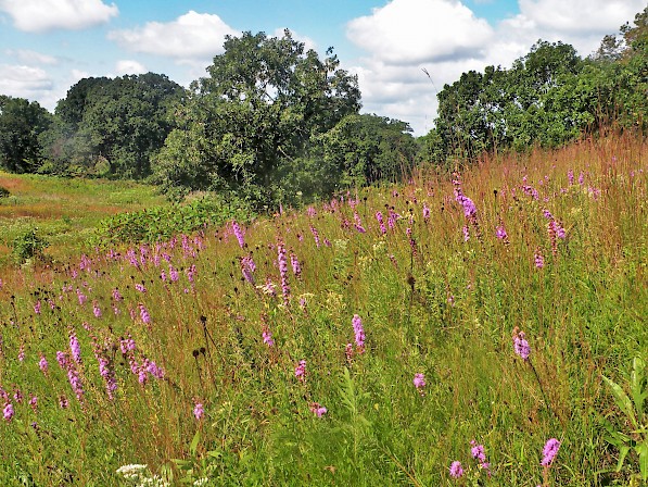 Bluff Spring Fen - Forest Preserves of Cook County
